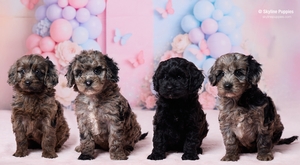 Jade and Jetts F1B Cavapoos